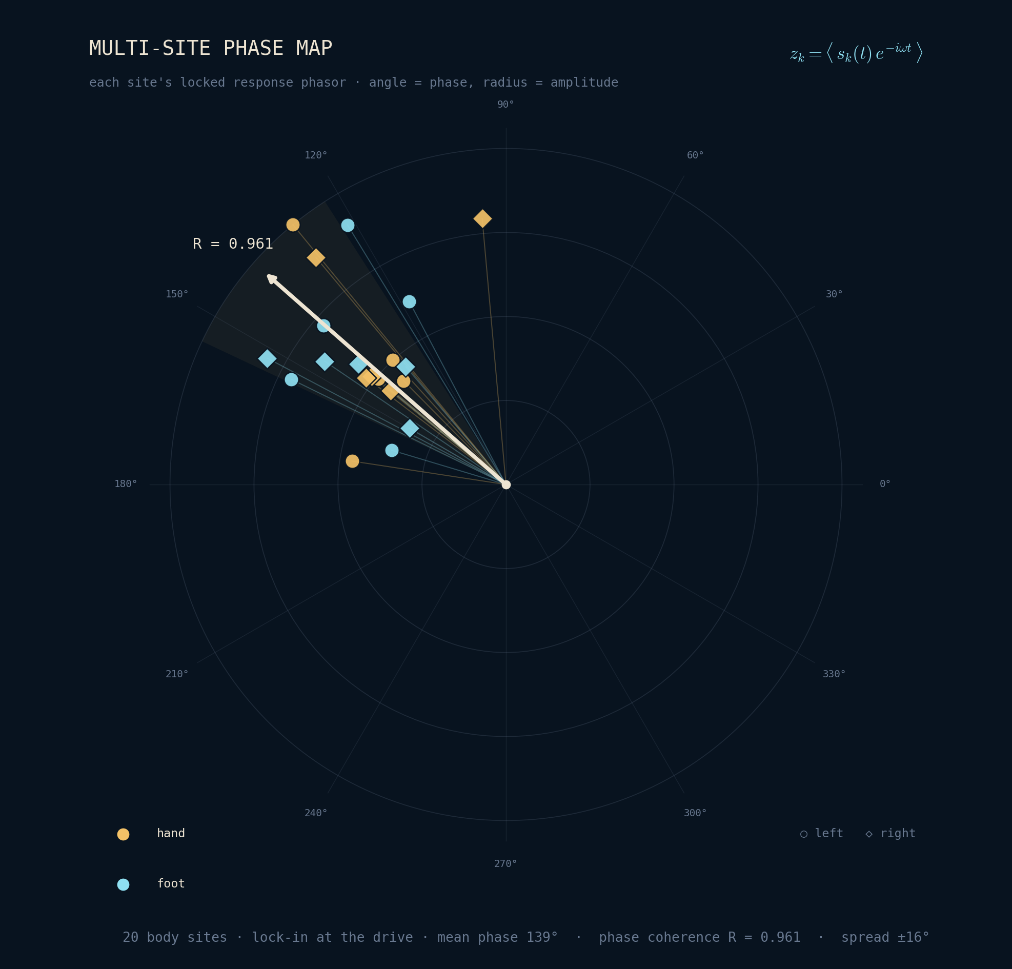 Multi-site phase map: each of 20 distal sites' lock-in response phasor from the raw samples, plotted by phase angle and amplitude. The phasors form a coherent lobe with an ensemble phase coherence of R = 0.96 at the 6 Hz drive.